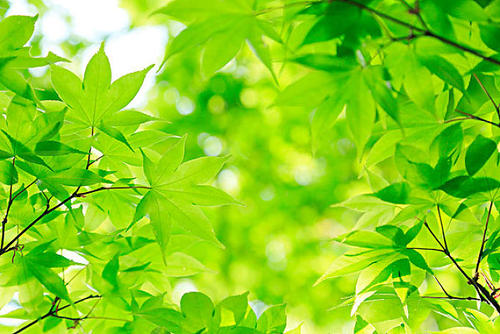 光合作用测量系统探究植物的秘密 光合作用测量系统探究植物的秘密