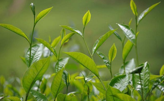 茶叶 茶叶