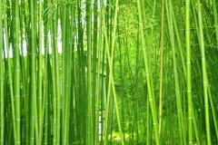 植物株高要如何测量？