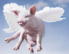 如何在屠宰环节做好非洲猪瘟的检测工作？